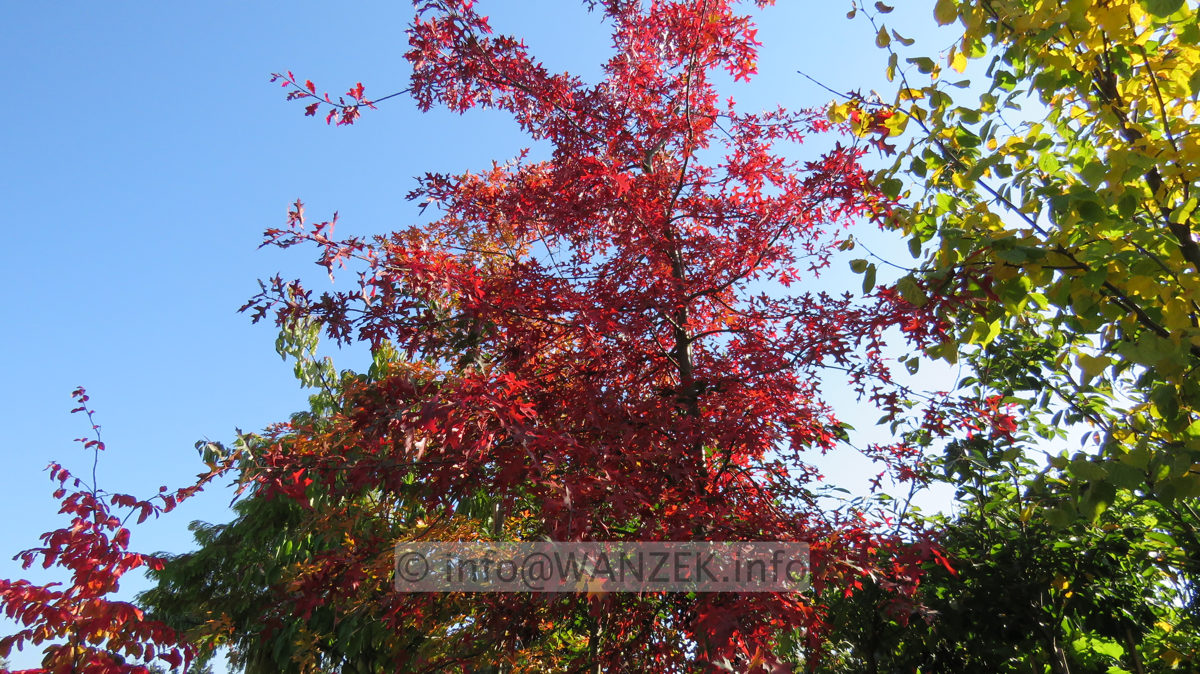 Quercus palustris - Herbst 2015-001.JPG